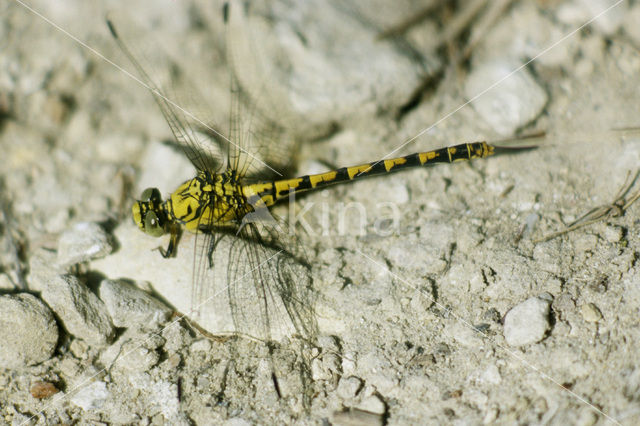 Gaffellibel (Ophiogomphus cecilia)