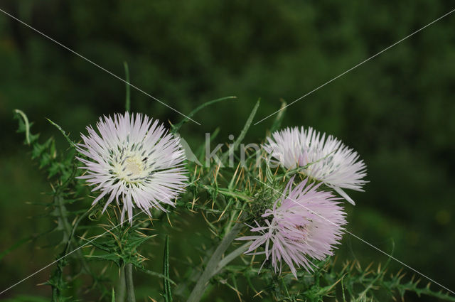 Galactites tomentosa