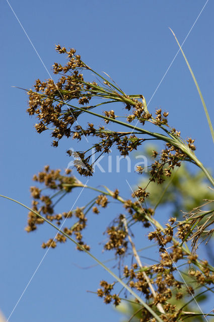 Galigaan (Cladium mariscus)