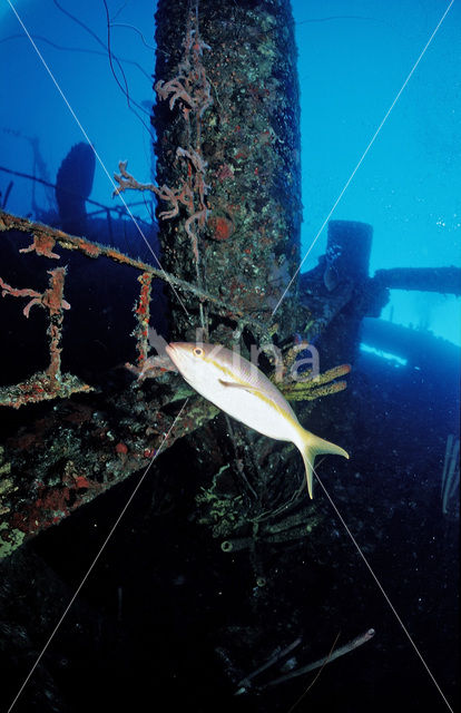 Yellowtail snapper (Ocyurus chrysurus)