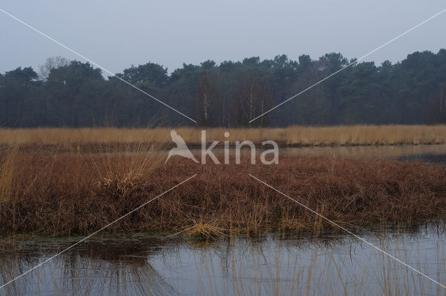 Geeneindsche heide