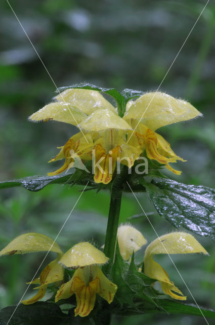 Yellow Archangel (Lamiastrum galeobdolon)