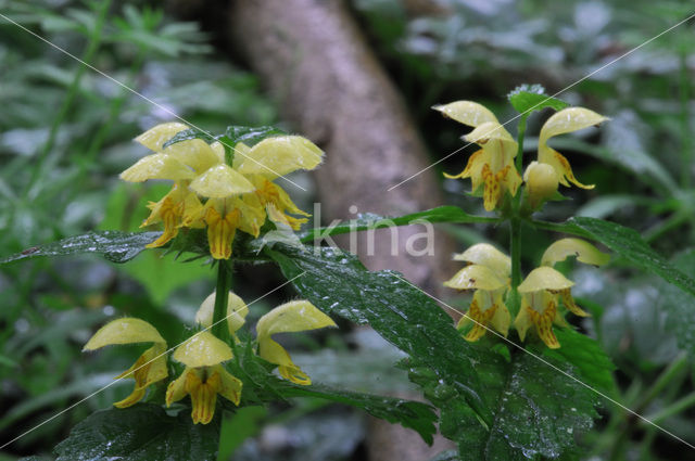 Gele dovenetel (Lamiastrum galeobdolon)