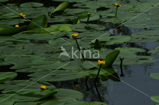 Gele plomp (Nuphar lutea)