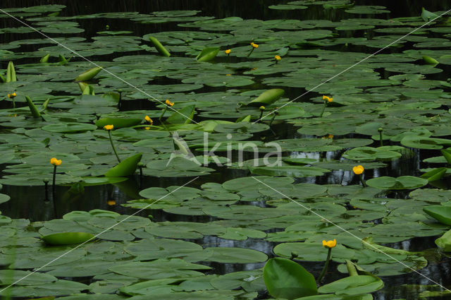 Gele plomp (Nuphar lutea)