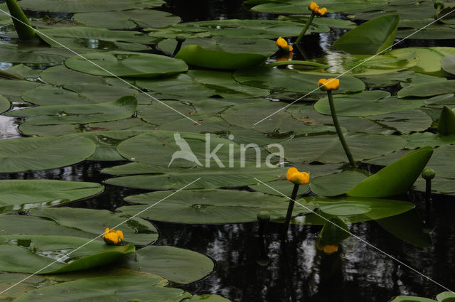 Gele plomp (Nuphar lutea)