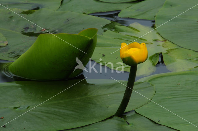 Gele plomp (Nuphar lutea)