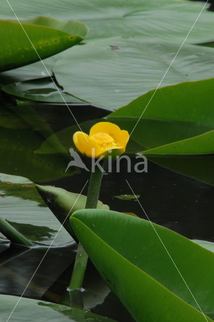 Yellow Waterlily (Nuphar lutea)