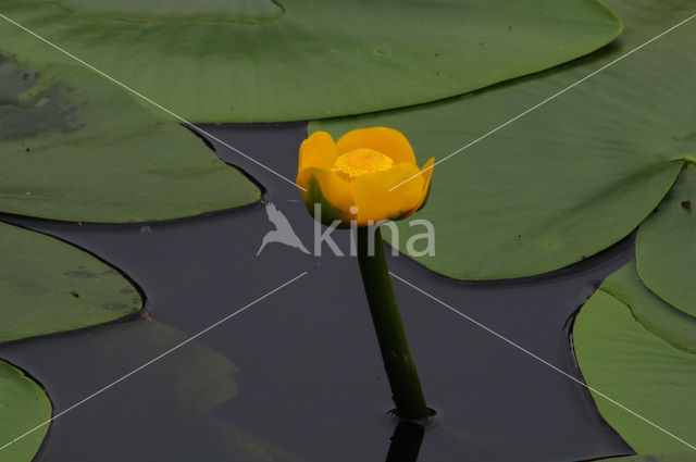 Gele plomp (Nuphar lutea)