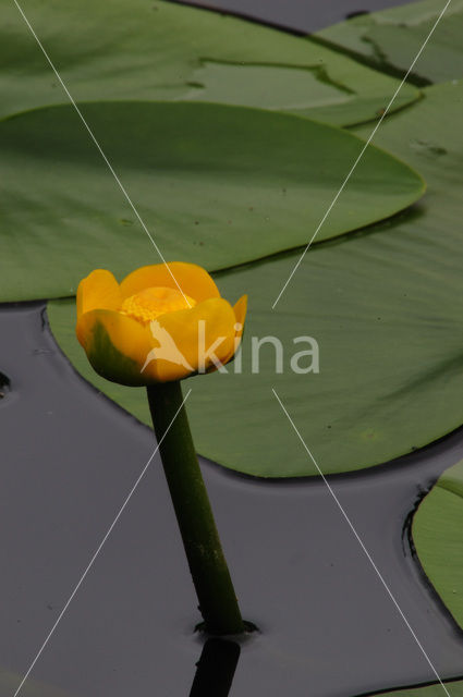 Gele plomp (Nuphar lutea)