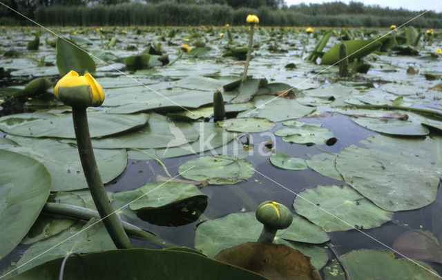 Gele plomp (Nuphar lutea)