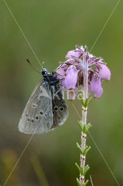 Gentiaanblauwtje (Maculinea alcon)