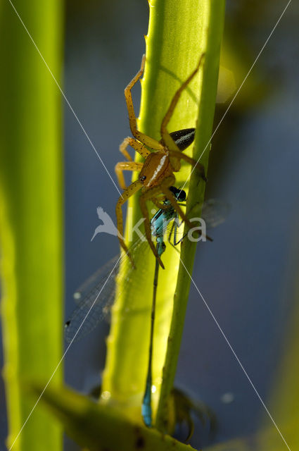 Gerande oeverspin (Dolomedes fimbriatus)