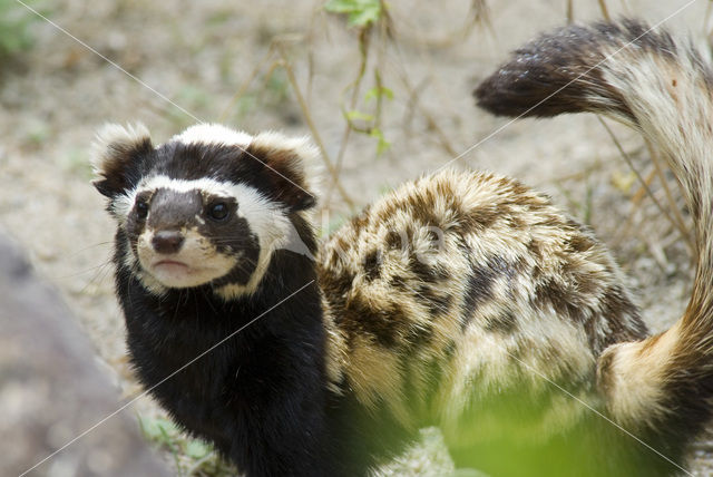 marbled Polecat (Vormela peregusna)