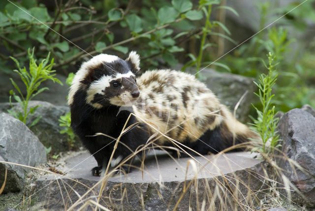 Gevlekte bunzing (Vormela peregusna)