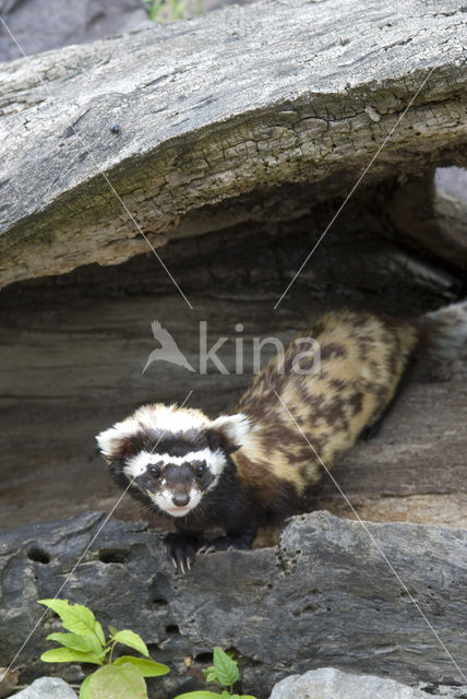 marbled Polecat (Vormela peregusna)