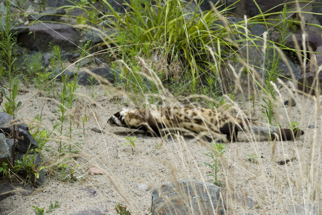 marbled Polecat (Vormela peregusna)