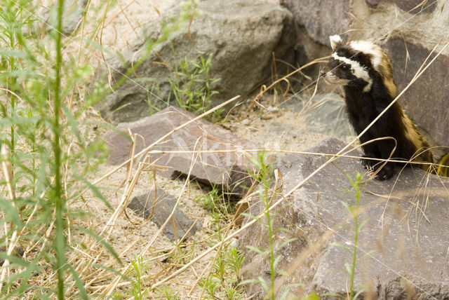 marbled Polecat (Vormela peregusna)