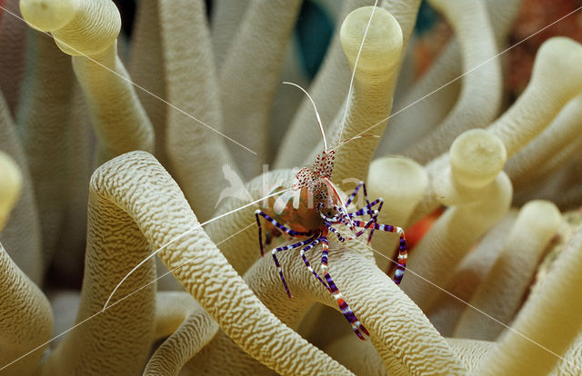 Spotted cleaning shrimp (Periclimenes yucatanicus)