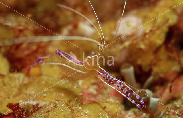 Spotted cleaning shrimp (Periclimenes yucatanicus)