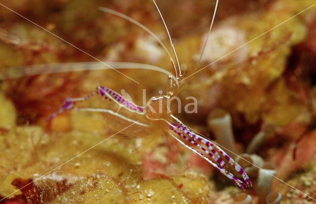 Gevlekte poetsgarnaal (Periclimenes yucatanicus)