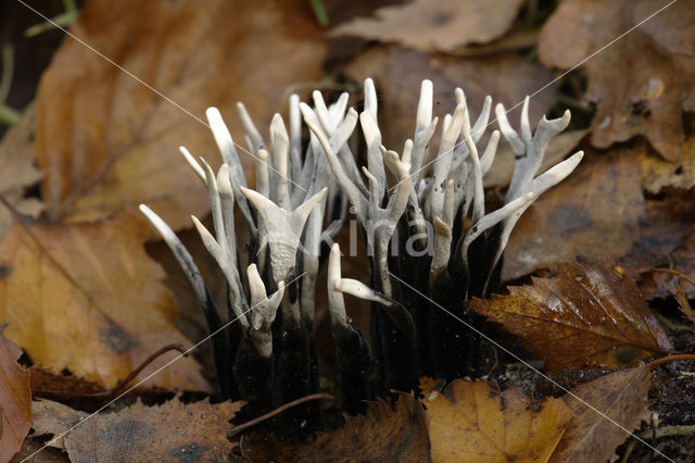 Candle Snuff Fungus (Xylaria hypoxylon)