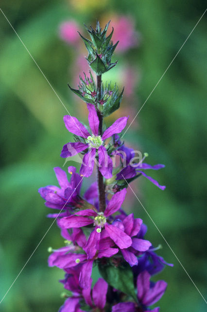 Gewone kattenstaart (Lythrum salicaria)