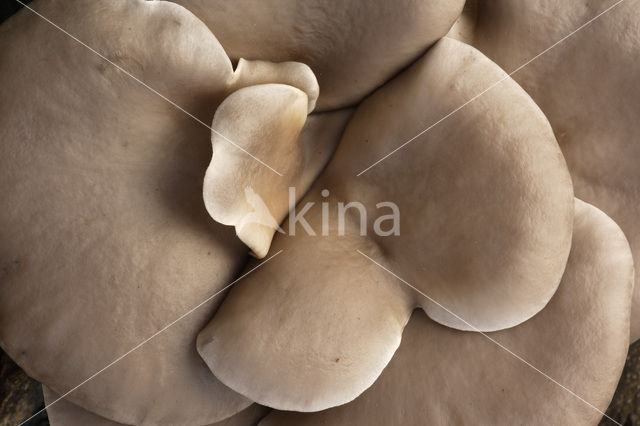 Gewone oesterzwam (Pleurotus ostreatus)