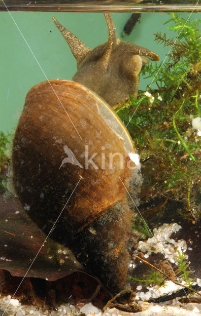 Great Pond Snail (Lymnaea stagnalis)