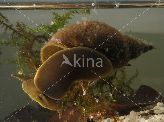 Great Pond Snail (Lymnaea stagnalis)