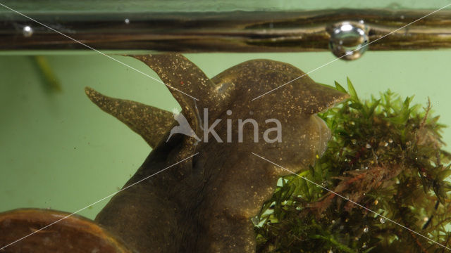 Great Pond Snail (Lymnaea stagnalis)