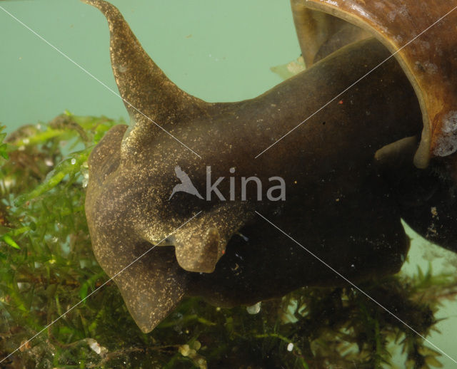 Great Pond Snail (Lymnaea stagnalis)