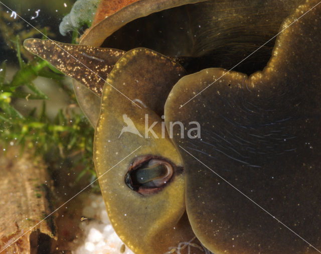 Great Pond Snail (Lymnaea stagnalis)