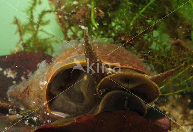 Great Pond Snail (Lymnaea stagnalis)