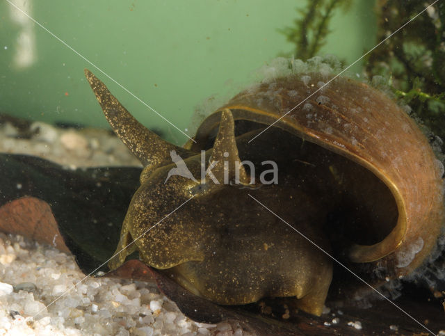 Great Pond Snail (Lymnaea stagnalis)