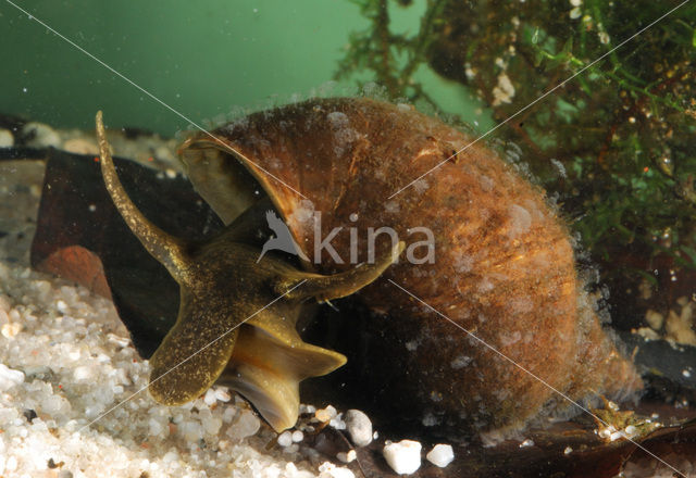 Great Pond Snail (Lymnaea stagnalis)