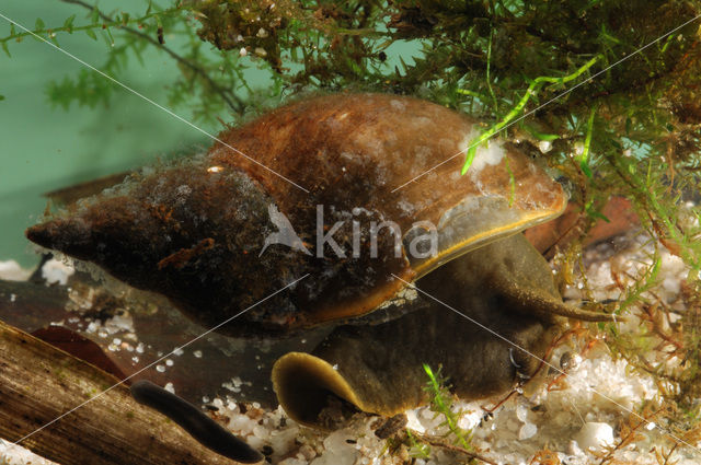 Gewone Poelslak (Lymnaea stagnalis)