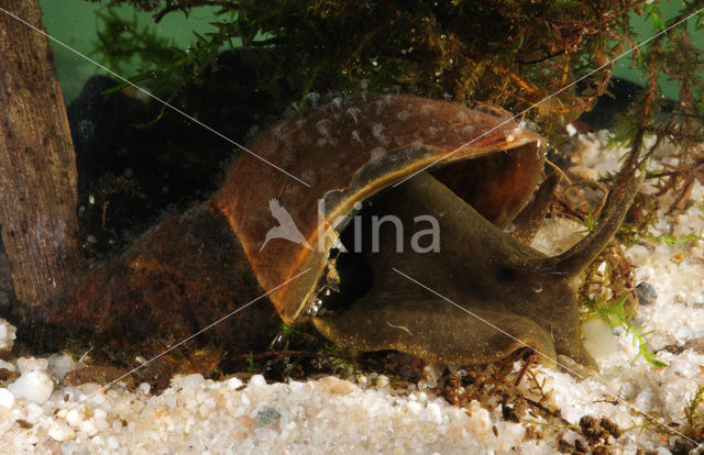 Great Pond Snail (Lymnaea stagnalis)