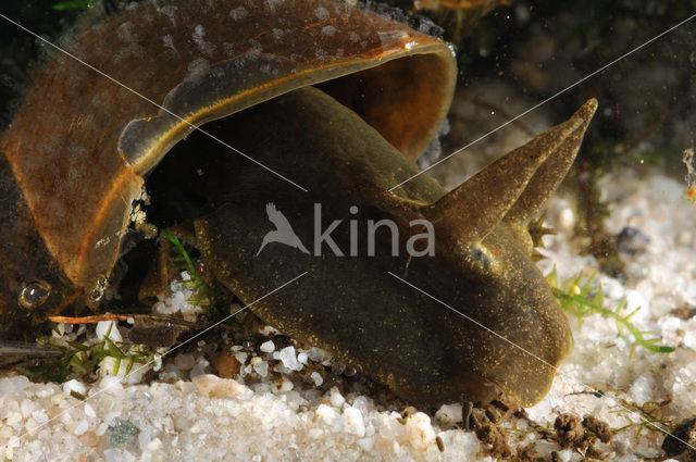 Great Pond Snail (Lymnaea stagnalis)