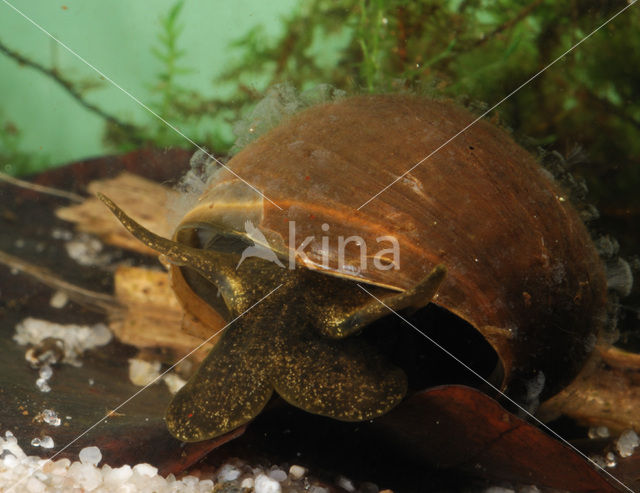 Great Pond Snail (Lymnaea stagnalis)