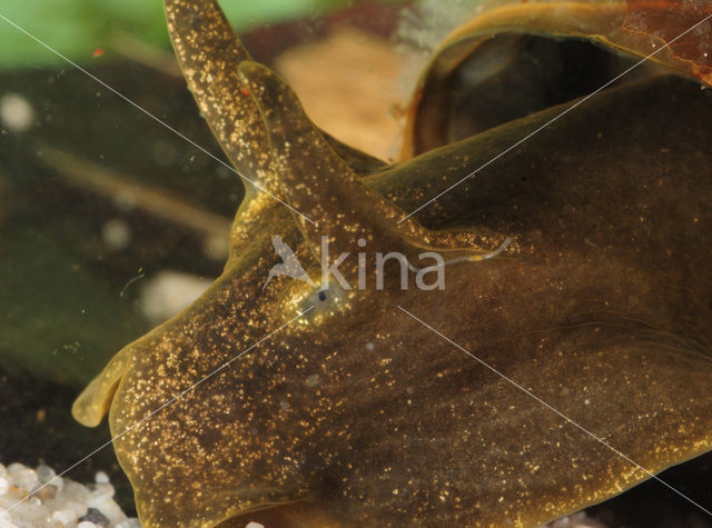 Great Pond Snail (Lymnaea stagnalis)