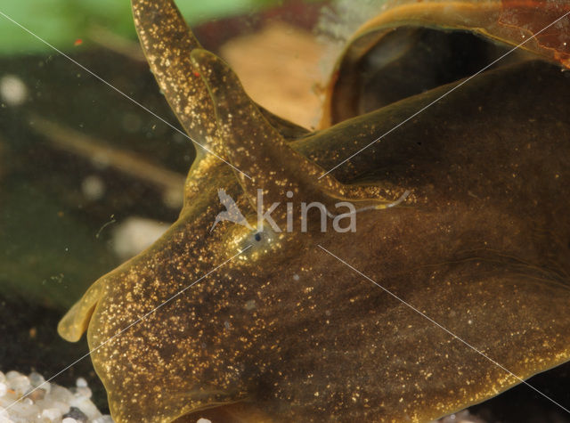 Gewone Poelslak (Lymnaea stagnalis)