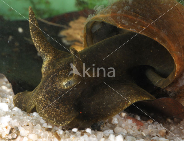 Great Pond Snail (Lymnaea stagnalis)