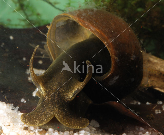 Great Pond Snail (Lymnaea stagnalis)