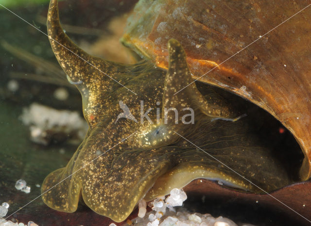 Great Pond Snail (Lymnaea stagnalis)