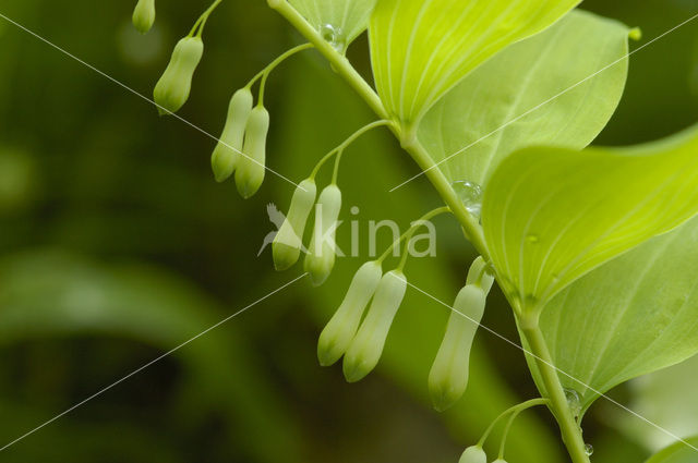 Solomon’s seal (Polygonatum multiflorum)