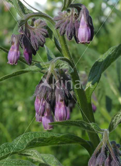 Common Comfrey (Symphytum officinale)