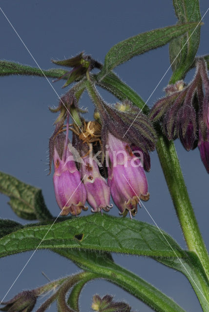 Common Comfrey (Symphytum officinale)