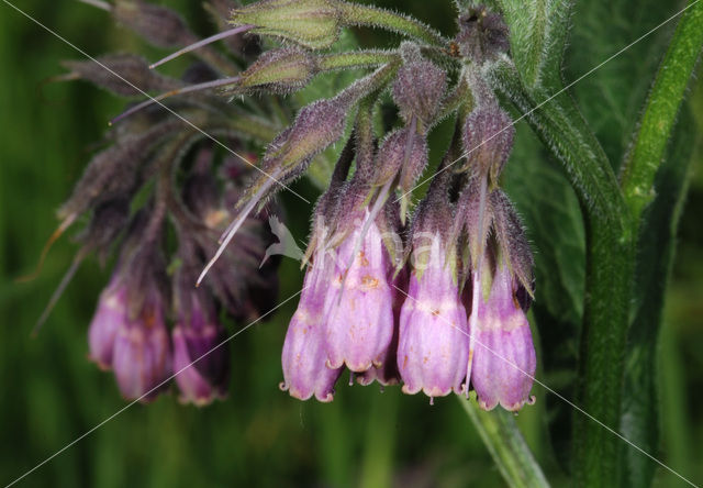 Gewone smeerwortel (Symphytum officinale)