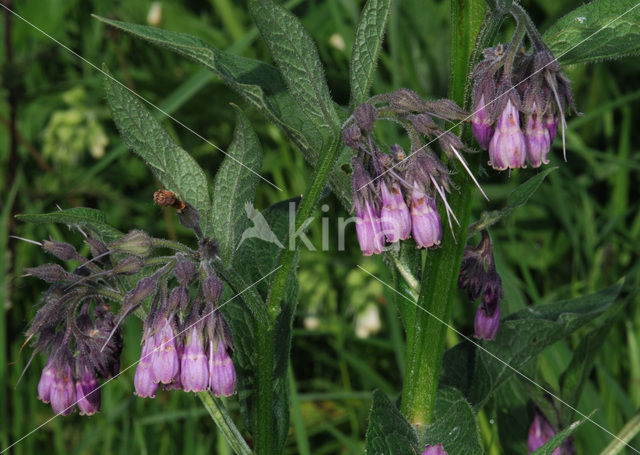 Common Comfrey (Symphytum officinale)